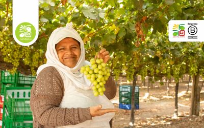 We have started the grape harvest at Fundo Carrizales, Ica!