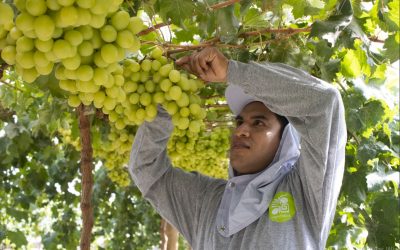 FIRST GRAPE HARVEST – FUNDO ZOE