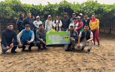 ¡Listos para una nueva cosecha de uva en el Fundo Valerie!